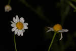 Mayweed <BR>Stinking chamomile